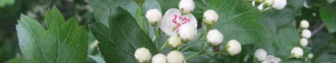 Hawthorne Blossoms and Buds Hawthorne Blossoms and Buds